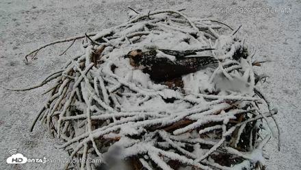 City of Loveland Ospreys Live Cam - May 5, 2026, 7:21am MDT
