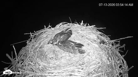 City of Loveland Ospreys Live Cam - Jul 13, 2026, 3:54am MDT