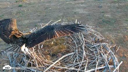 City of Loveland Ospreys Live Cam - Jul 17, 2026, 6:01am MDT