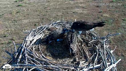 City of Loveland Ospreys Live Cam - Jul 11, 2026, 7:54am MDT
