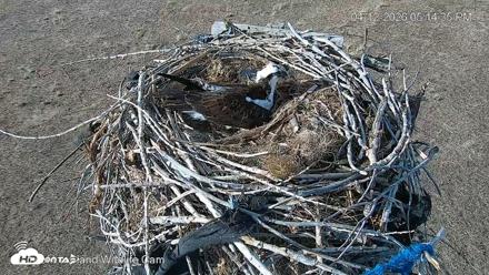 City of Loveland Ospreys Live Cam - Apr 12, 2026, 5:15pm MDT