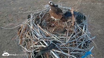 City of Loveland Ospreys Live Cam - Apr 23, 2026, 7:54pm MDT