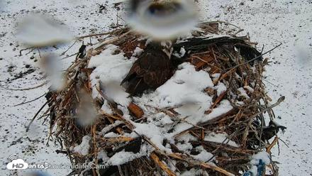 City of Loveland Ospreys Live Cam - Apr 17, 2026, 12:10pm MDT