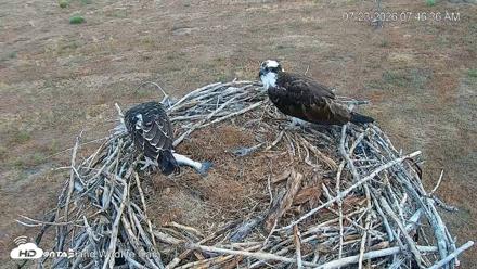 City of Loveland Ospreys Live Cam - Jul 23, 2026, 7:47am MDT