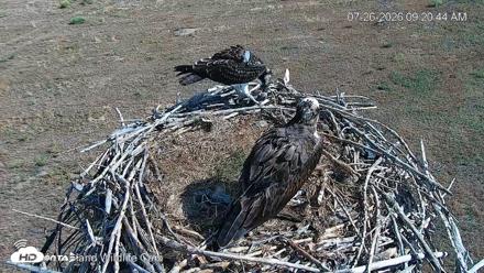 City of Loveland Ospreys Live Cam - Jul 26, 2026, 9:21am MDT