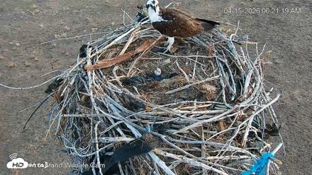 City of Loveland Ospreys Live Cam - Apr 15, 2026, 6:22am MDT