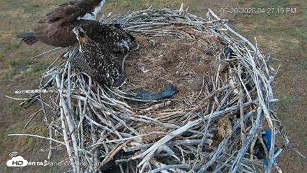 City of Loveland Ospreys Live Cam - Jun 26, 2026, 4:28pm MDT