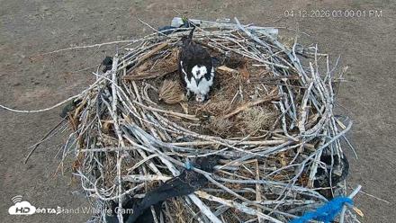 City of Loveland Ospreys Live Cam - Apr 12, 2026, 3:00pm MDT