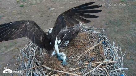 City of Loveland Ospreys Live Cam - Aug 5, 2026, 9:37am MDT