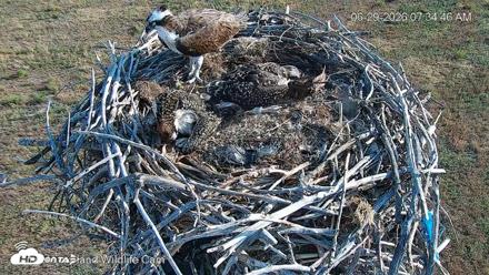 City of Loveland Ospreys Live Cam - Jun 29, 2026, 7:35am MDT