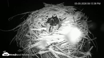 City of Loveland Ospreys Live Cam - May 5, 2026, 9:14pm MDT