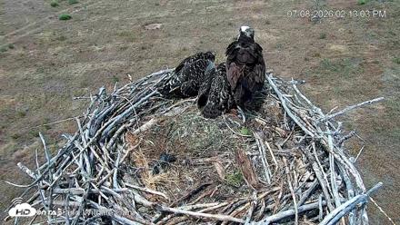 City of Loveland Ospreys Live Cam - Jul 8, 2026, 2:15pm MDT