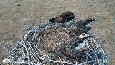 City of Loveland Ospreys Live Cam - Jul 16, 2026, 4:38pm MDT
