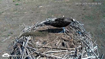 City of Loveland Ospreys Live Cam - Aug 1, 2026, 10:23am MDT