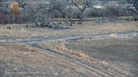 City of Loveland Ospreys Live Cam - Feb 15, 2026, 6:51am MST