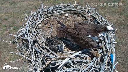 City of Loveland Ospreys Live Cam - Jun 27, 2026, 12:25pm MDT