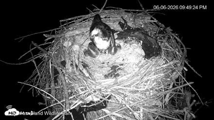 City of Loveland Ospreys Live Cam - Jun 6, 2026, 9:51pm MDT