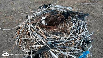 City of Loveland Ospreys Live Cam - Apr 17, 2026, 7:27pm MDT