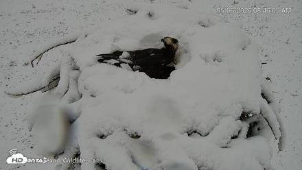 City of Loveland Ospreys Live Cam - May 6, 2026, 8:46am MDT