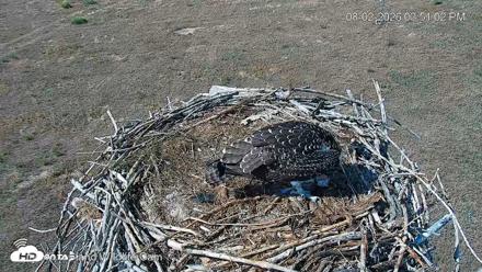 City of Loveland Ospreys Live Cam - Aug 2, 2026, 3:51pm MDT