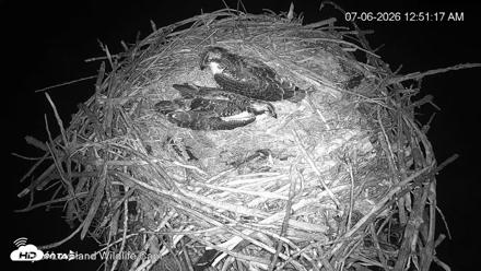 City of Loveland Ospreys Live Cam - Jul 6, 2026, 12:51am MDT