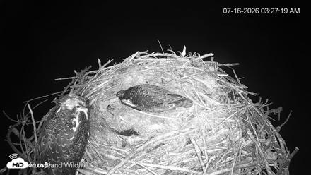 City of Loveland Ospreys Live Cam - Jul 16, 2026, 3:27am MDT