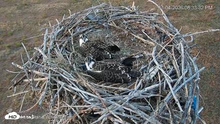 City of Loveland Ospreys Live Cam - Jul 4, 2026, 8:34pm MDT