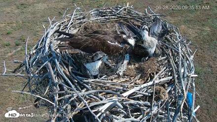 City of Loveland Ospreys Live Cam - Jun 28, 2026, 9:35am MDT