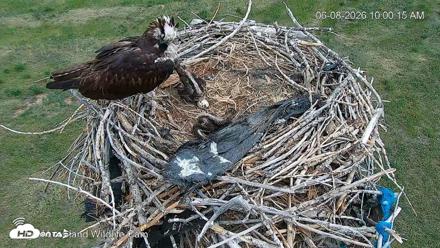 City of Loveland Ospreys Live Cam - Jun 8, 2026, 10:00am MDT