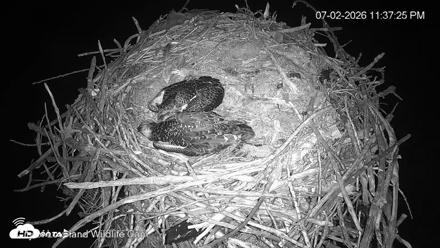 City of Loveland Ospreys Live Cam - Jul 2, 2026, 11:38pm MDT