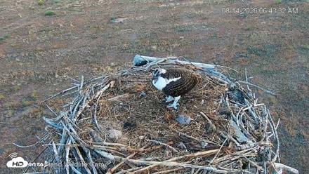 City of Loveland Ospreys Live Cam - Aug 14, 2026, 6:44am MDT