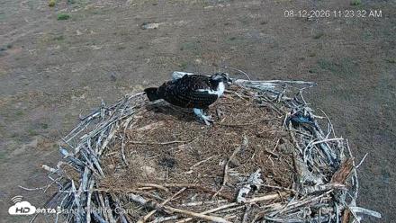 City of Loveland Ospreys Live Cam - Aug 12, 2026, 11:24am MDT