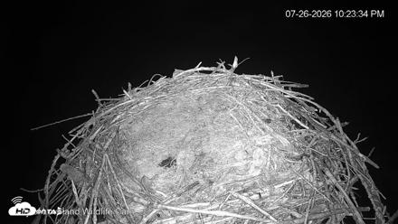 City of Loveland Ospreys Live Cam - Jul 26, 2026, 10:24pm MDT