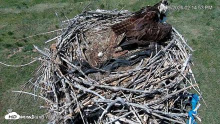 City of Loveland Ospreys Live Cam - Jun 9, 2026, 2:16pm MDT