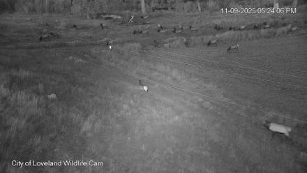 City of Loveland Ospreys Live Cam - Nov 9, 2025, 5:24pm MST