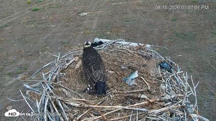 City of Loveland Ospreys Live Cam - Aug 15, 2026, 3:07pm MDT