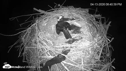 City of Loveland Ospreys Live Cam - Apr 13, 2026, 8:41pm MDT
