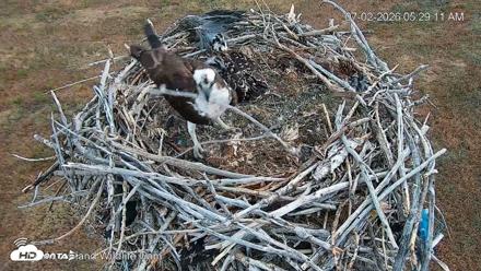 City of Loveland Ospreys Live Cam - Jul 2, 2026, 5:29am MDT