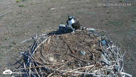 City of Loveland Ospreys Live Cam - Aug 14, 2026, 9:14am MDT