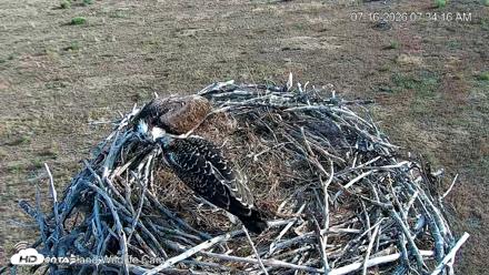 City of Loveland Ospreys Live Cam - Jul 16, 2026, 7:38am MDT