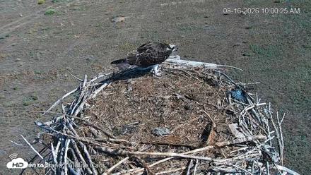City of Loveland Ospreys Live Cam - Aug 16, 2026, 10:01am MDT