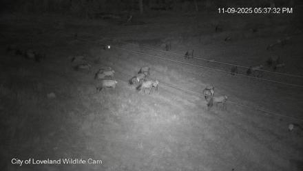 City of Loveland Ospreys Live Cam - Nov 9, 2025, 5:38pm MST