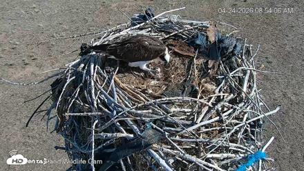 City of Loveland Ospreys Live Cam - Apr 24, 2026, 8:54am MDT