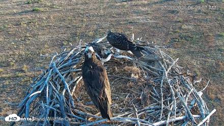 City of Loveland Ospreys Live Cam - Jul 20, 2026, 6:29am MDT