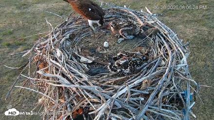 City of Loveland Ospreys Live Cam - Jun 20, 2026, 8:07pm MDT
