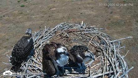 City of Loveland Ospreys Live Cam - Jul 13, 2026, 12:22pm MDT