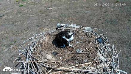 City of Loveland Ospreys Live Cam - Aug 14, 2026, 11:14am MDT