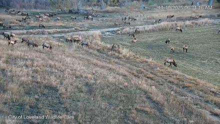 City of Loveland Ospreys Live Cam - Nov 10, 2025, 6:31am MST
