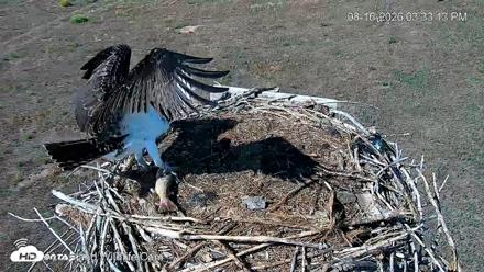 City of Loveland Ospreys Live Cam - Aug 16, 2026, 3:36pm MDT