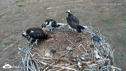 City of Loveland Ospreys Live Cam - Aug 13, 2026, 9:20am MDT